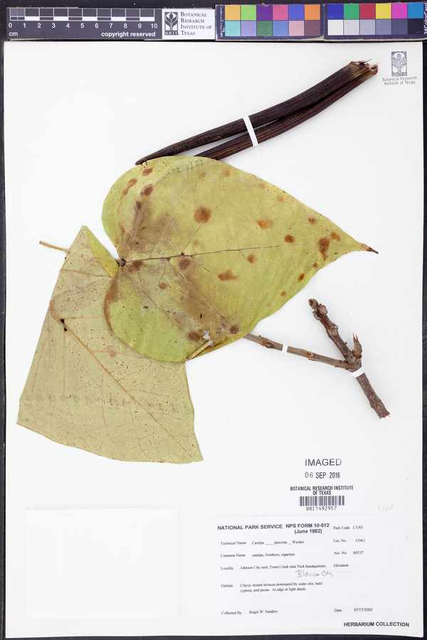 Catalpa speciosa image