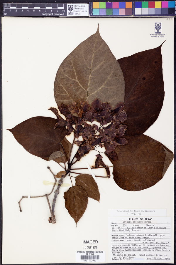 Catalpa speciosa image