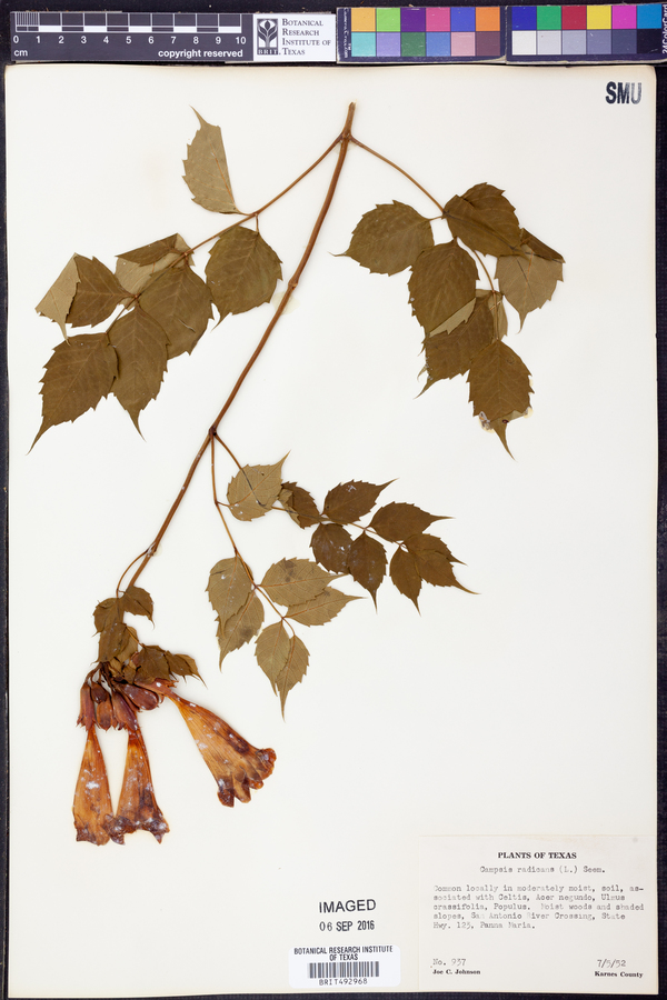 Campsis radicans image