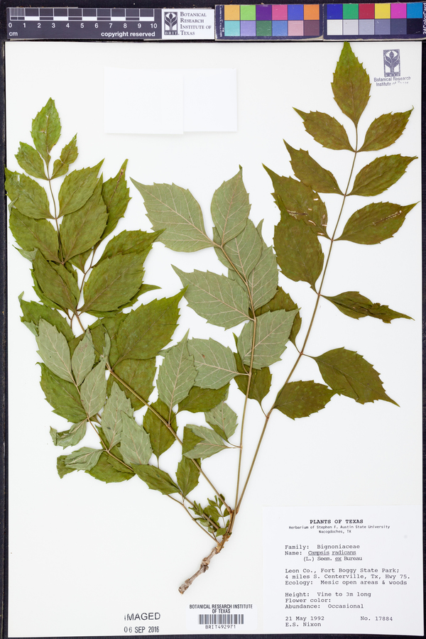 Campsis radicans image