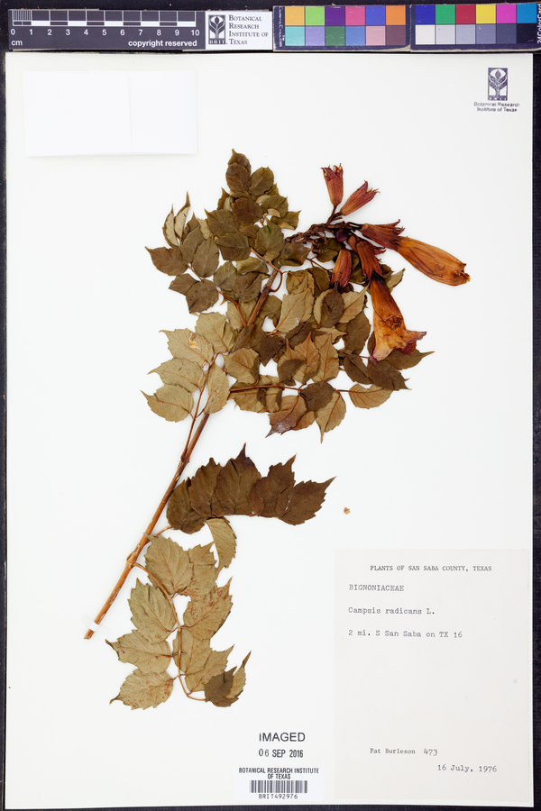 Campsis image