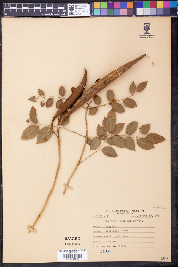 Campsis image