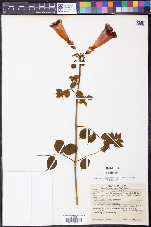 Campsis radicans image