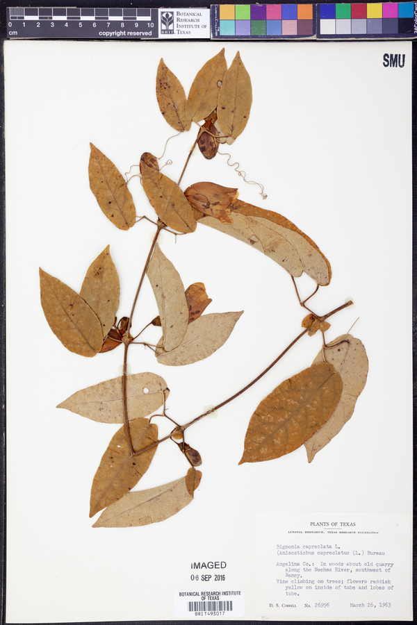 Bignonia capreolata image