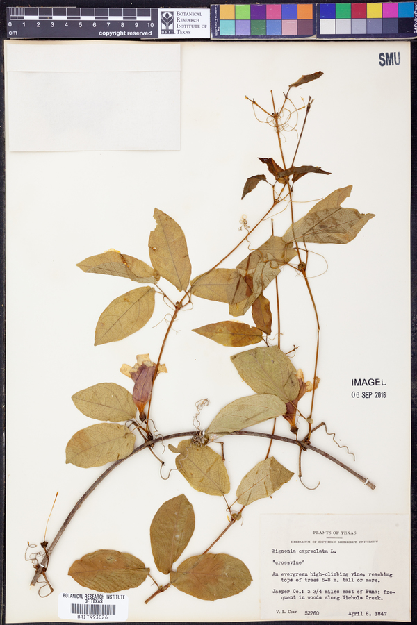 Bignonia image