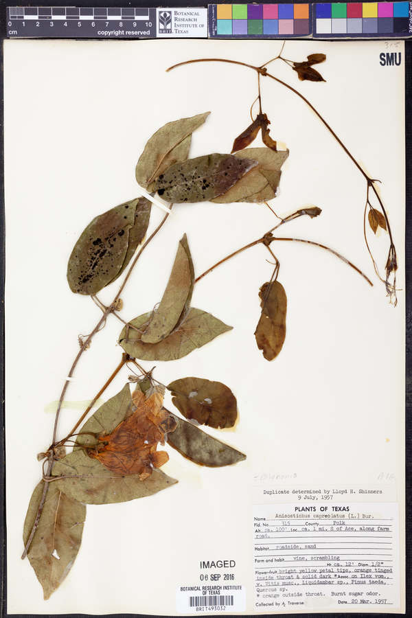 Bignonia capreolata image