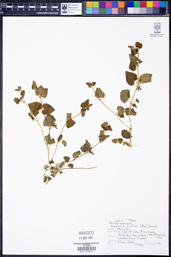 Matelea biflora image