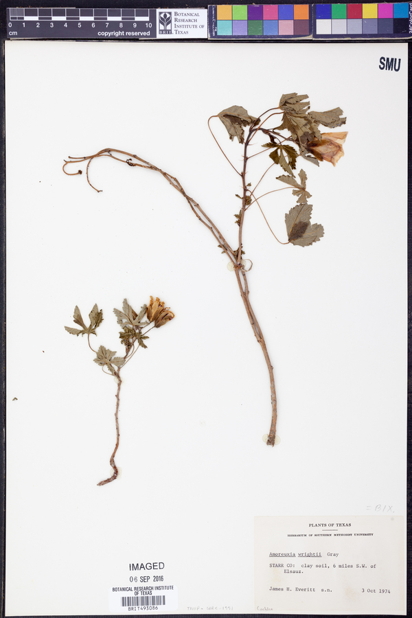 Amoreuxia wrightii image