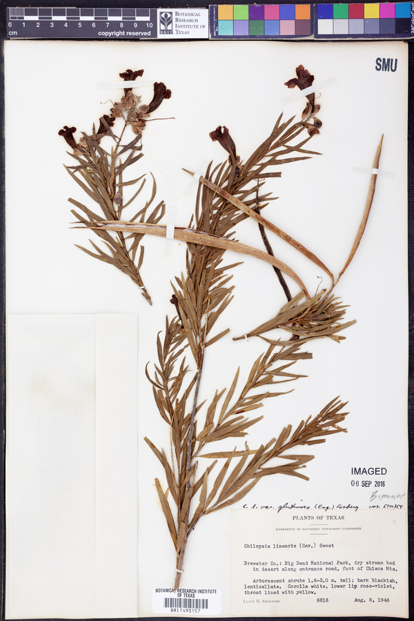 Chilopsis linearis ssp. linearis image