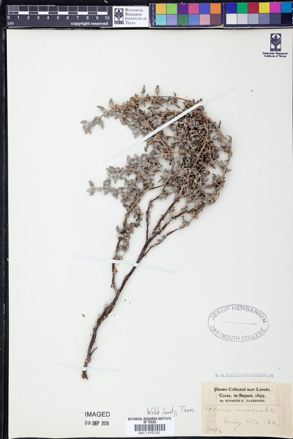 Tiquilia canescens var. canescens image