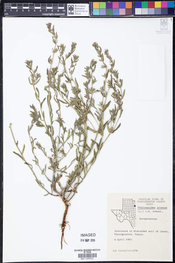 Buglossoides arvensis image