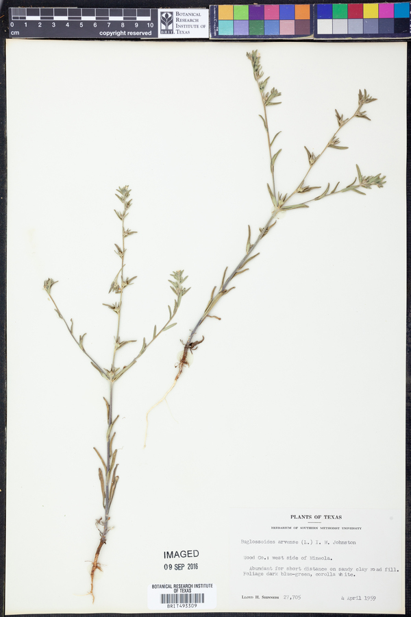 Buglossoides arvensis image
