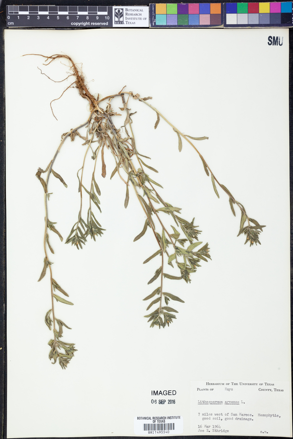 Buglossoides image