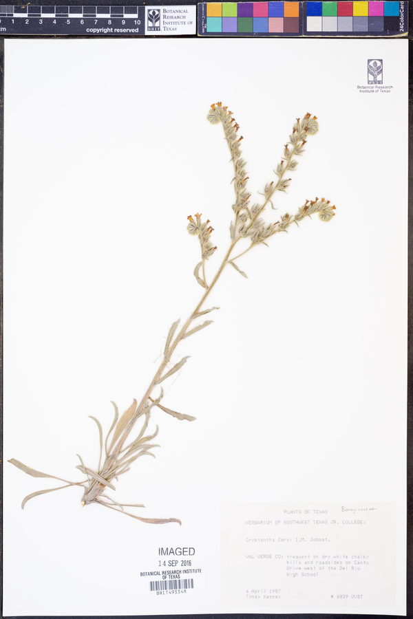 Cryptantha palmeri image