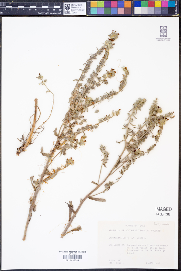 Oreocarya palmeri image