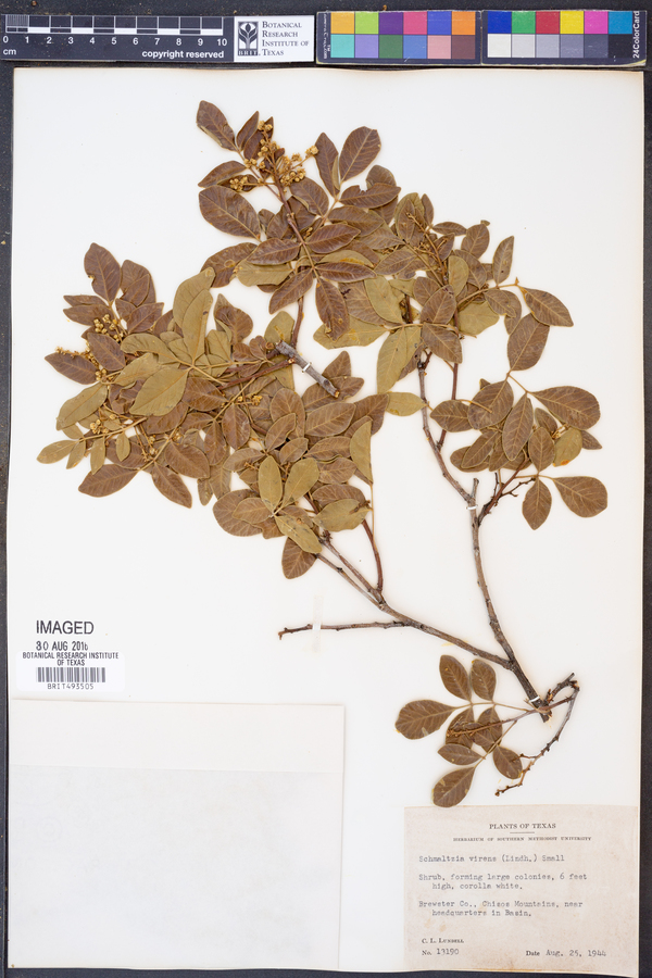Schmaltzia virens image
