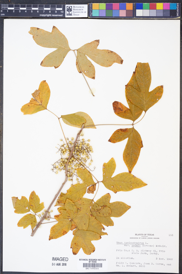 Toxicodendron pubescens image