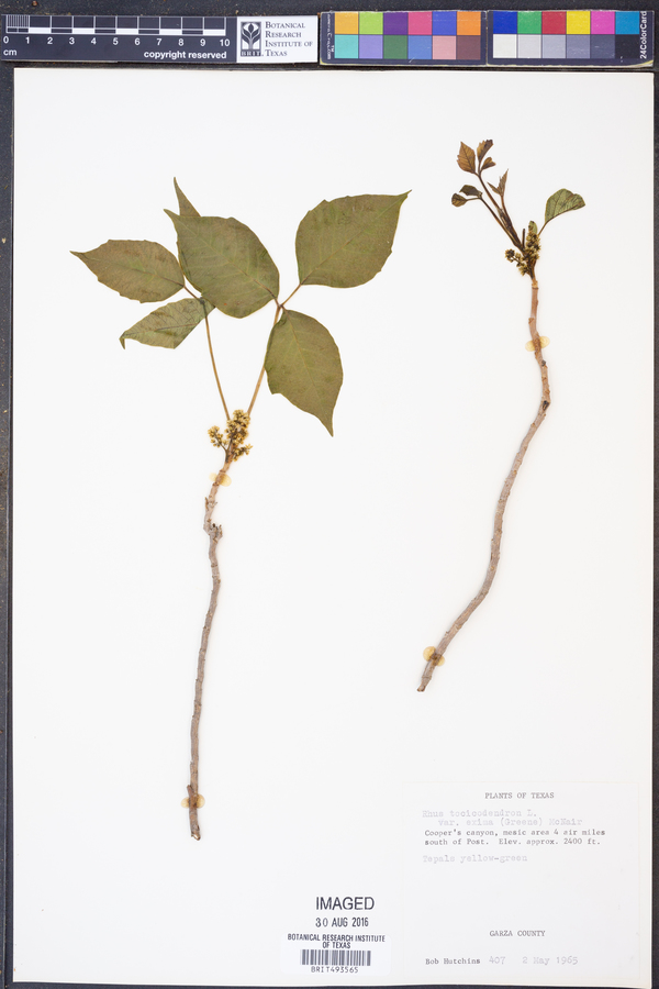 Toxicodendron pubescens image