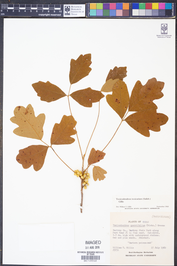 Toxicodendron pubescens image