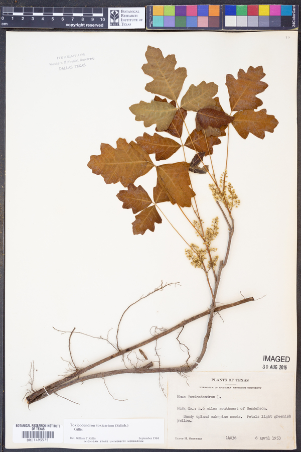 Toxicodendron pubescens image