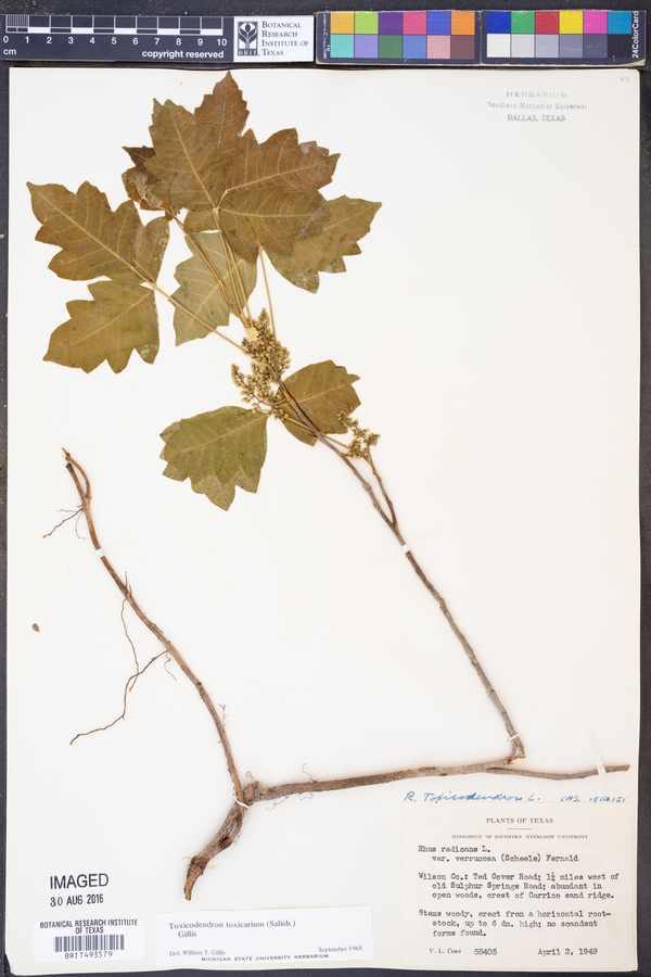 Toxicodendron pubescens image