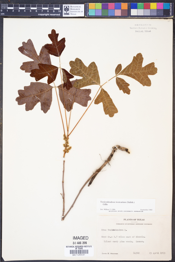 Toxicodendron pubescens image