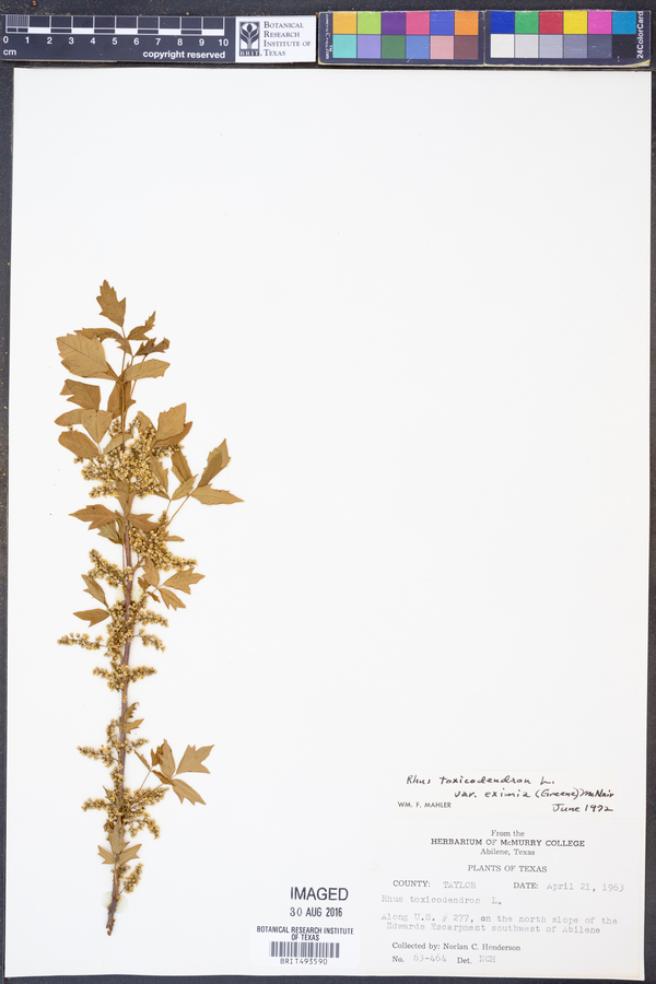 Toxicodendron pubescens image