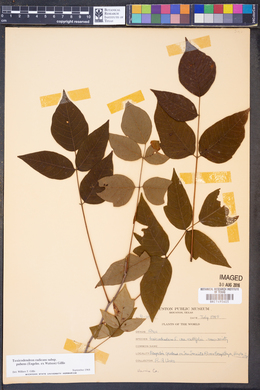 Toxicodendron radicans subsp. pubens image