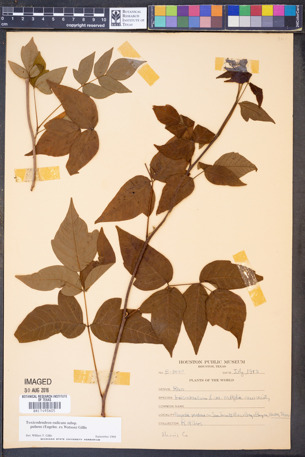 Toxicodendron radicans subsp. pubens image