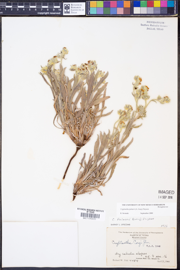 Cryptantha palmeri image
