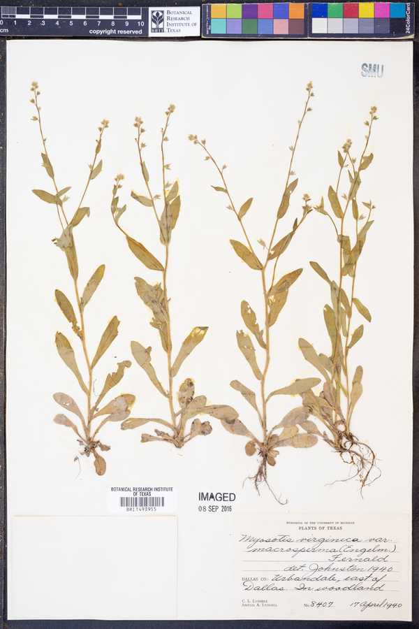 Myosotis macrosperma image