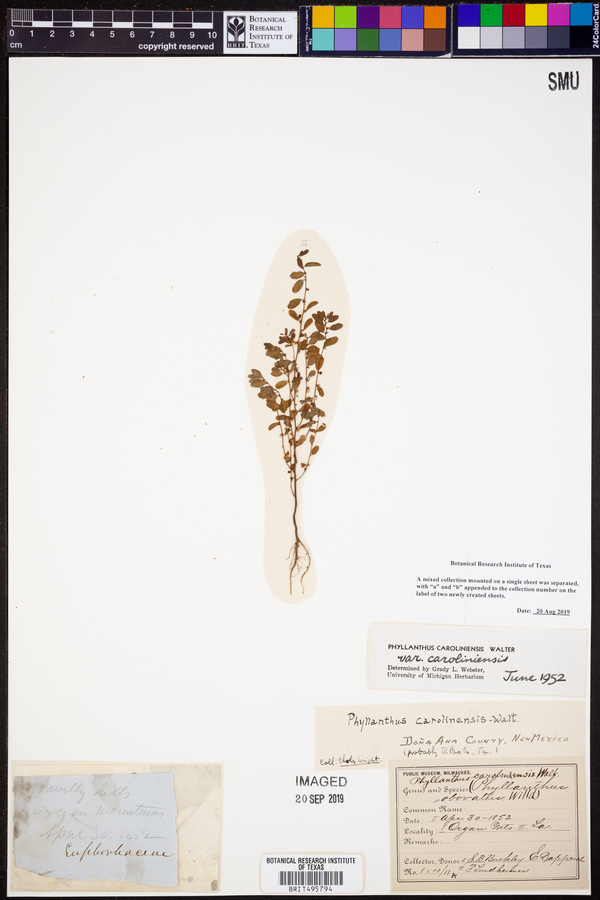 Phyllanthus caroliniensis var. caroliniensis image