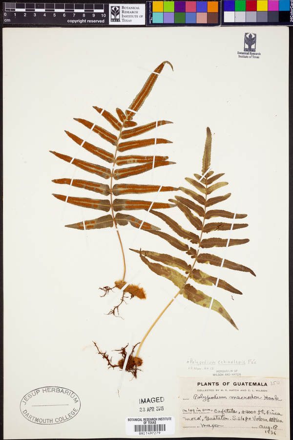 Polypodium echinolepis image