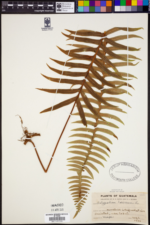 Polypodium loriceum image