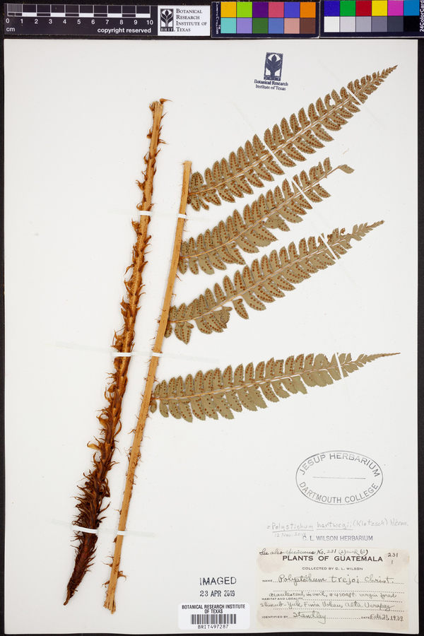 Polystichum hartwegii image