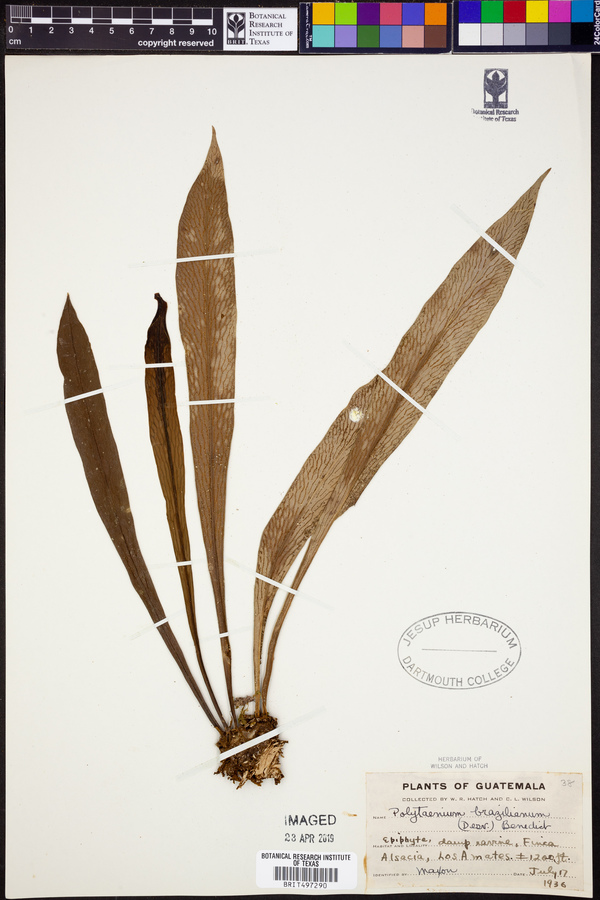Polytaenium cajenense image