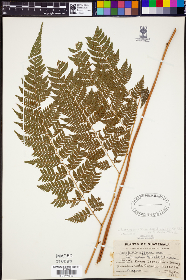 Lastreopsis effusa subsp. divergens image