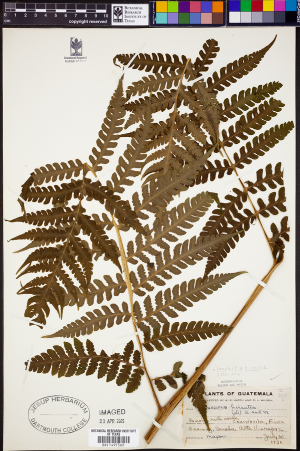 Lonchitidaceae image
