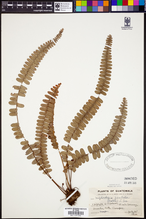 Nephrolepis pendula image