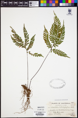 Adiantum tetraphyllum image