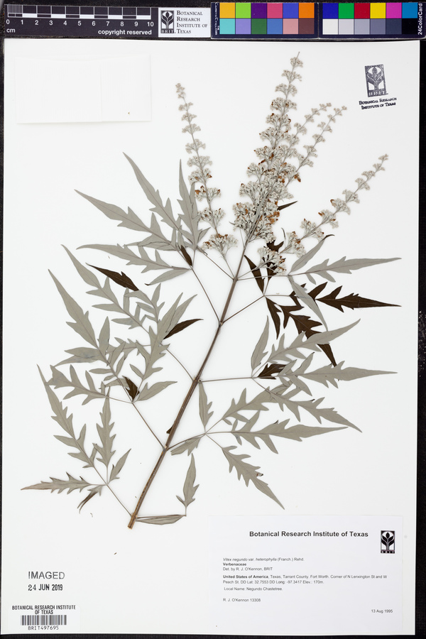 Vitex negundo var. heterophylla image