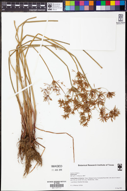 Cyperus haspan image