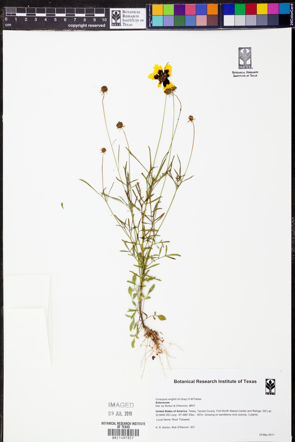 Coreopsis wrightii image