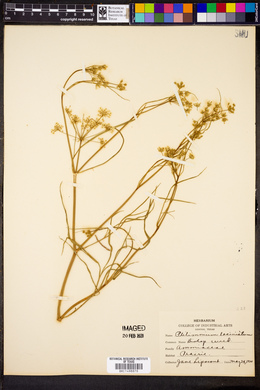 Image of Ptilimnium laciniatum
