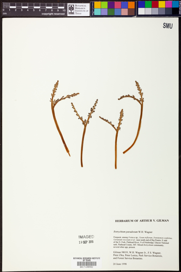 Botrychium paradoxum image