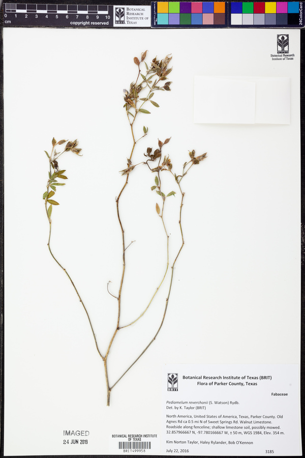 Pediomelum reverchonii image