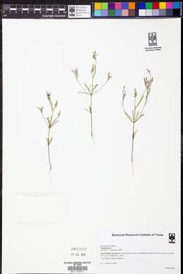 Polygala verticillata image