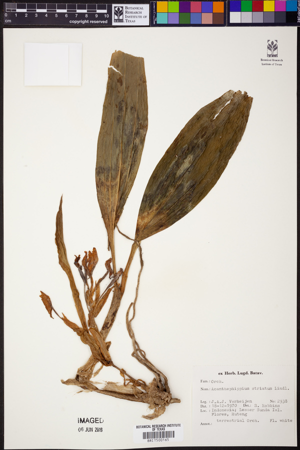 Acanthophippium striatum image