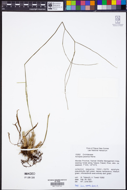 Acriopsis liliifolia image