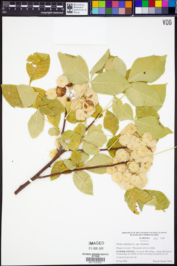 Ptelea trifoliata subsp. trifoliata image